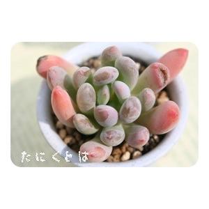 都踊り 2寸ポット パキベリア 弁慶草科 多肉植物 根付苗 多肉激安 