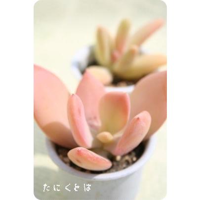 夢美人 2寸ポット パキベリア 弁慶草科 多肉植物 根付苗 多肉激安 可愛い多肉植物 Pv 008 多肉永遠支店 通販 Yahoo ショッピング