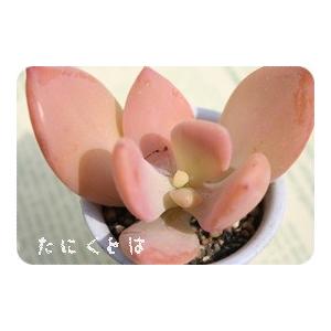 夢美人 2寸ポット パキベリア 弁慶草科 多肉植物 根付苗 多肉激安