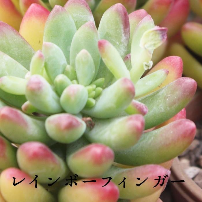 レインボーフィンガー Mサイズ 韓国苗 パキベリア 弁慶草科 多肉 レインボーフィンガー Mサイズ 韓国苗 パキベリア 弁慶草科 多肉