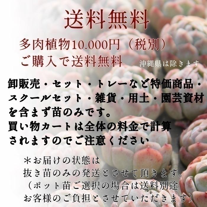 レインボーフィンガー Mサイズ 韓国苗 パキベリア 弁慶草科 多肉 レインボーフィンガー Mサイズ 韓国苗 パキベリア 弁慶草科 多肉