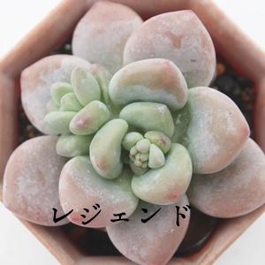 Sato　多肉植物　ビバーシェ　韓国苗 レジェンド Mサイズ 韓国苗 パキベリア 弁慶草科 多肉植物 苗