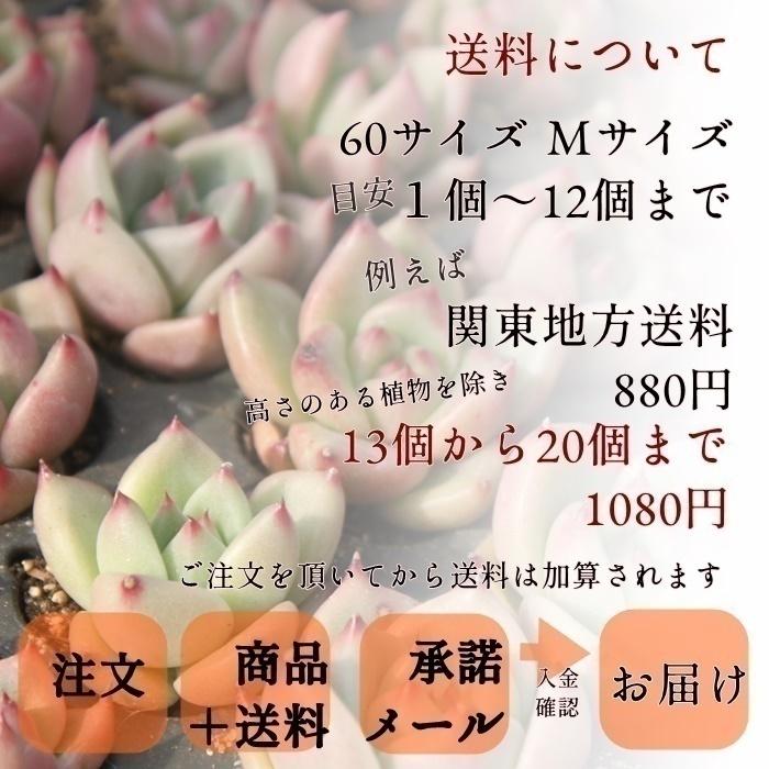 92539772_2