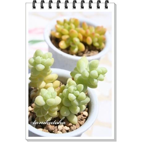 新玉つづり 2寸ポット セダム 弁慶草科 多肉植物 根付苗 多肉激安 セダム苗 可愛い多肉植物 S 006 多肉永遠支店 通販 Yahoo ショッピング