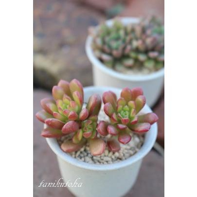 ジョイスツーロ 2寸ポット セダム 弁慶草科 多肉植物 根付苗 多肉激安 セダム苗 可愛い多肉植物 62 Off