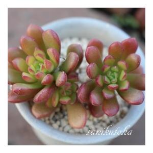 ジョイスツーロ 2寸ポット セダム 弁慶草科 多肉植物 根付苗 多肉激安