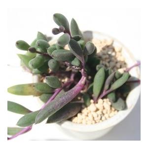 赤紫色の多肉植物 青い鉢付き*2 赤紫色の多肉植物 青い鉢付き*2 赤紫色の多肉植物 青い