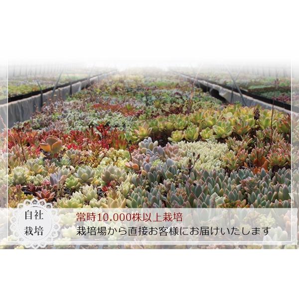Sサイズ10種類苗セット 多肉植物根付苗セット 多肉植物セット