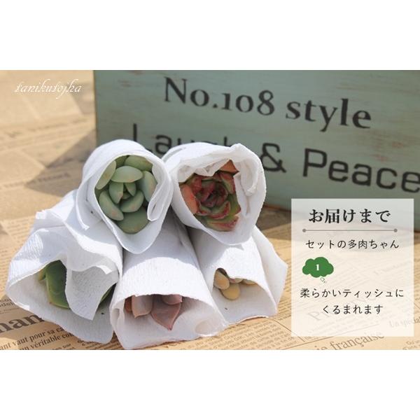 Sサイズ20種類名前付き苗セット 多肉植物根付苗セット 名前付き多肉苗