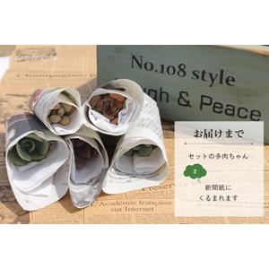 Sサイズ20種類名前付き苗セット 多肉植物根付苗セット 名前付き多肉苗