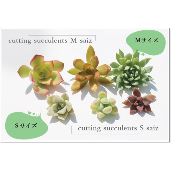 Sサイズ30種類カット名前付き苗セット 多肉植物カット苗販売 多肉激安