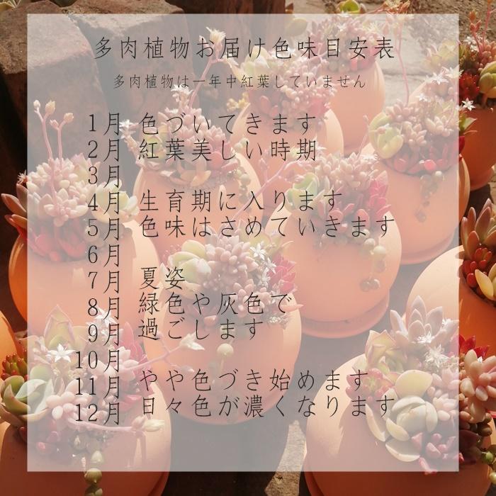 Sサイズ40種類名なし苗セット 多肉植物根付苗セット 多肉植物