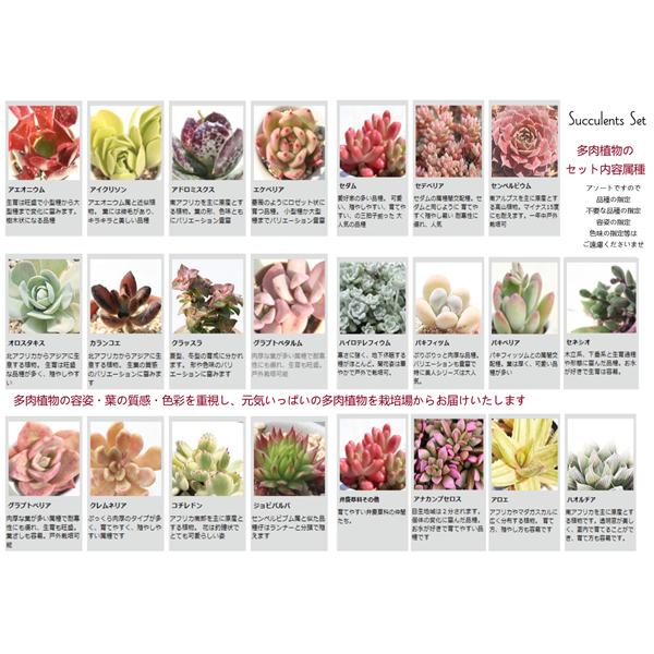 Sサイズ40種類名なし苗セット 多肉植物根付苗セット 多肉植物根付苗