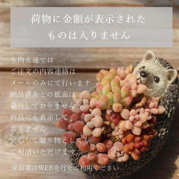 Sサイズ40種類名なし苗セット 多肉植物根付苗セット 多肉植物