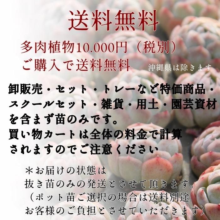 韓国苗 エケベリア おまかせ5種類セット 多肉植物 S〜Mサイズ 韓国苗 エケベリア おまかせ5種類セット 多肉植物 S〜Mサイズ