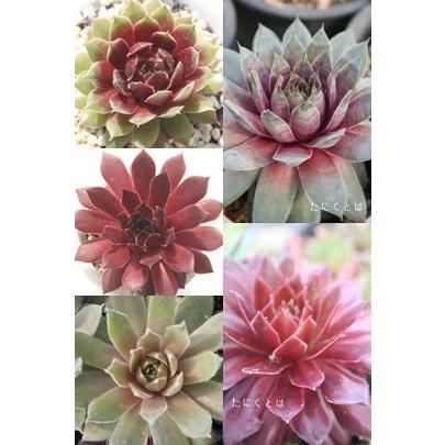 センペルビウムセット10種 多肉植物のセット :set-kumiSM10:多肉永遠