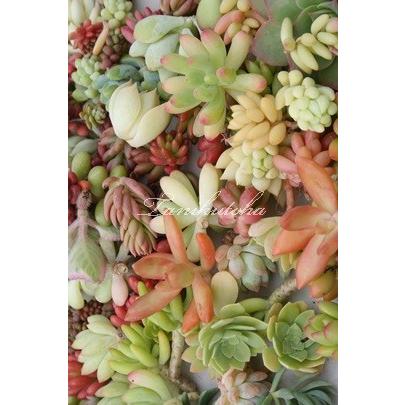 Sサイズ40種類カット名前付き苗セット 多肉植物カット苗販売 多肉激安