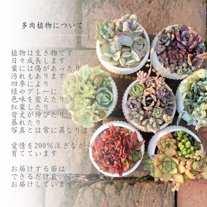 Sサイズ40種類カット名前なし苗セット 多肉植物種類豊富 多肉 Sサイズ40種類カット名前なし苗セット 多肉植物種類豊富 多肉