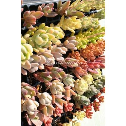 ෆ˚*感謝セールෆ˚* ベゴニア 1苗 抜き苗 寄せ植え 多肉植物 楽天市場】 ベゴニア : レイテストプランツ