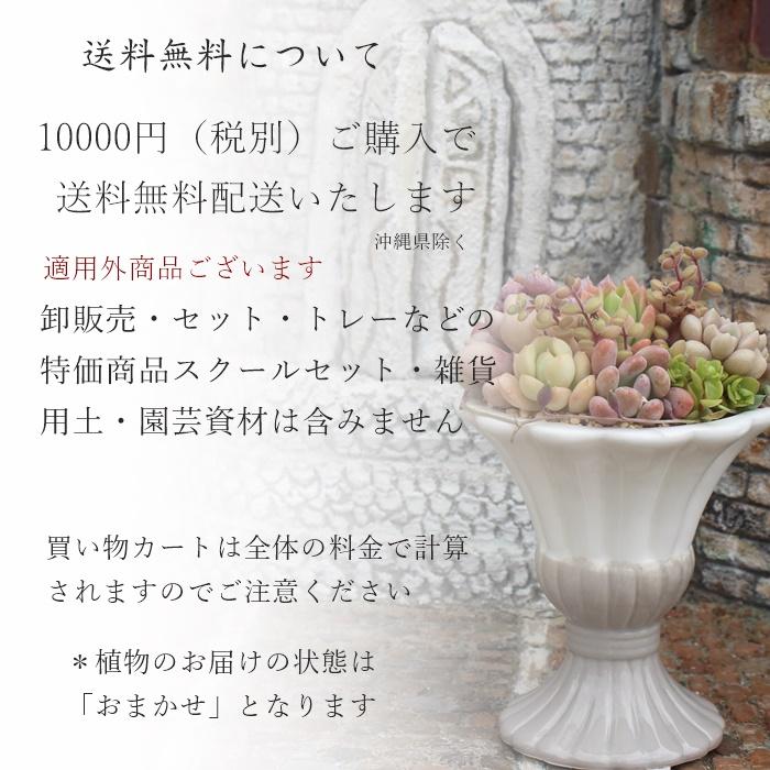 Sサイズ40種類名前付き苗セット 多肉植物根付苗セット 多肉植物根付苗