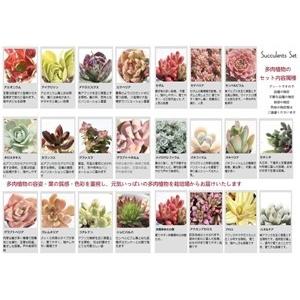 ｓサイズ40種類名前付き苗セット 多肉植物根付苗セット 多肉植物根付苗激安通販 多肉苗寄せ植え 多肉可愛い根付苗 Set S40nn 多肉永遠支店 通販 Yahoo ショッピング