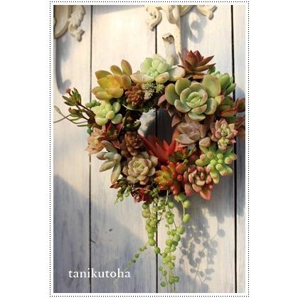 多肉植物の小苗20本セット（20種類アソート）: 室戸市ANAの