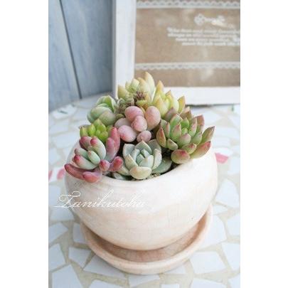 Mサイズ10種類苗セット多肉植物根付苗セット : 多肉永遠支店 - 通販