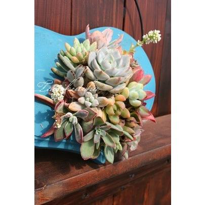 ｍサイズ種類カット苗セット多肉植物カット苗販売 Setm 0c 多肉永遠支店 通販 Yahoo ショッピング