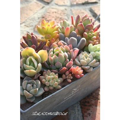 Mサイズ30種類苗セット多肉植物根付苗セット : 多肉永遠支店 - 通販