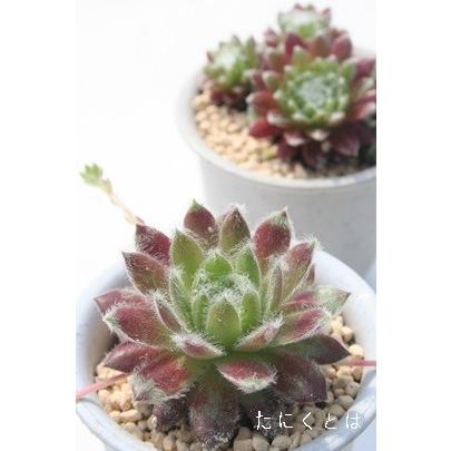 雪牡丹 2寸ポット センペルビウム 弁慶草科 多肉植物 根付苗 多肉激安 