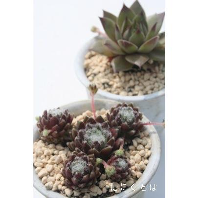 46 割引ブラウン系激安人気新品 多肉植物 センペルビウム 3寸6種10ポット 専用商品 植物 観葉植物 インテリア 住まい 小物ブラウン系 Www Stoilmgt Com