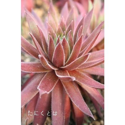 カナ 2寸ポット センペルビウム 弁慶草科 多肉植物 根付苗 多肉激安