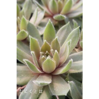 バイオレットクィーン 2寸ポット センペルビウム 弁慶草科 多肉植物 根付苗 多肉激安 可愛い多肉植物 Sm 0 多肉永遠支店 通販 Yahoo ショッピング