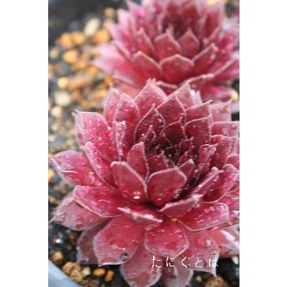 希少 ブラックプリンス 2寸ポット センペルビウム 弁慶草科 多肉植物 根付苗 多肉激安 可愛い多肉植物