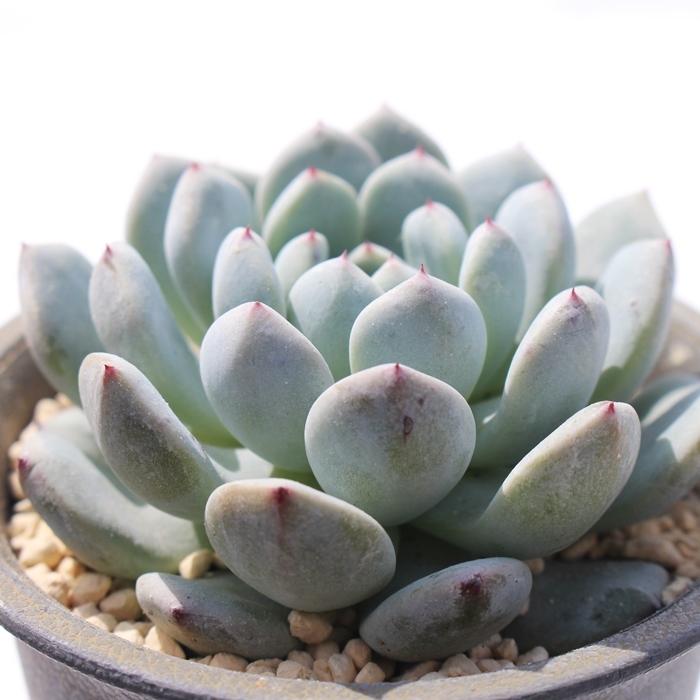 ビヨンテ Tk4 多肉永遠 可愛い多肉植物 エケベリア 現物の仔をお届け 珍品多肉植物 珍しい多肉植物 開店祝 結婚式祝 Tk 004 多肉永遠支店 通販 Yahoo ショッピング