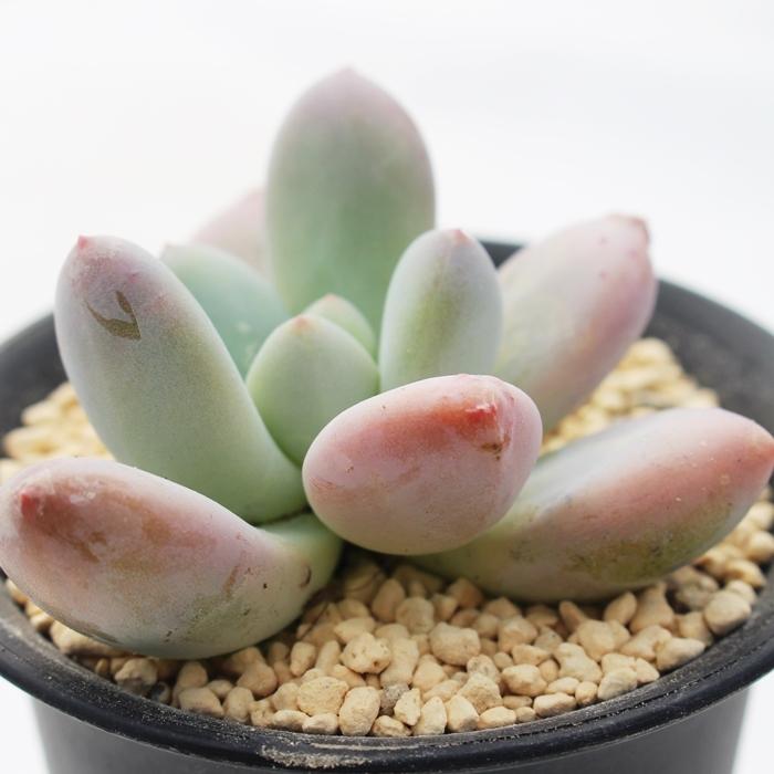 黒爪ザラゴーサ Tk7 可愛い多肉植物 エケベリア 現物の仔をお届け 珍品多肉植物 珍しい多肉植物 開店祝 結婚式祝 Tk 007 多肉永遠支店 通販 Yahoo ショッピング