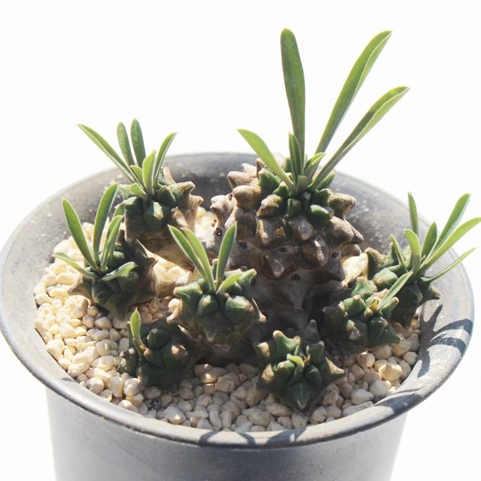 桜の調べ Tk9 可愛い多肉植物 エケベリア 現物の仔をお届け 珍品多肉植物 珍しい多肉植物 開店祝 韓国苗 Tk 009 多肉永遠支店 通販 Yahoo ショッピング