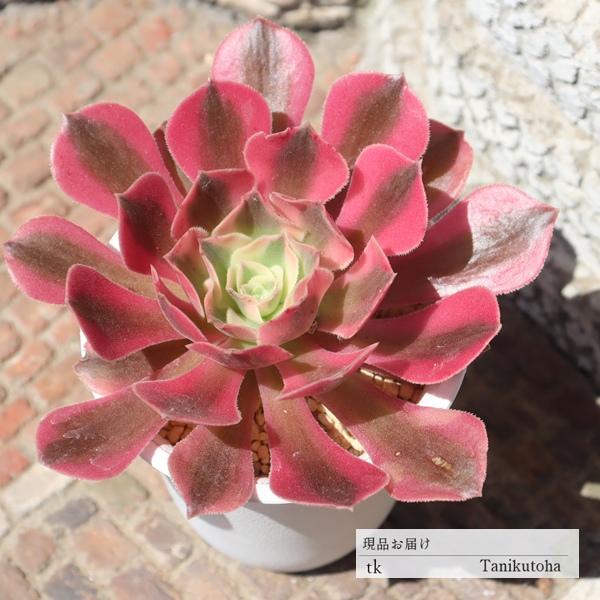 1148円 限 定 販 売 バリダ Tk18 多肉植物 ユーホルビア 現物の仔をお届け 珍品多肉植物 珍しい多肉植物 開店祝 結婚式祝 特定販売