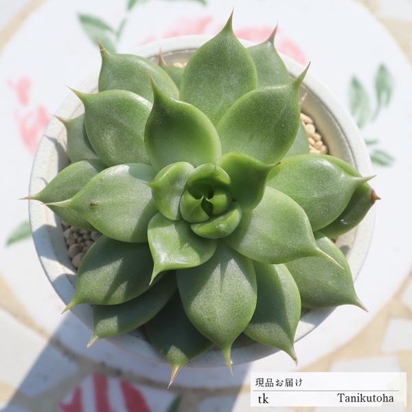 ホリダ Tk28 多肉植物 アガベ 現物の仔をお届け 珍品多肉植物 珍しい多肉植物 開店祝 結婚式祝 Tk 028 多肉永遠支店 通販 Yahoo ショッピング