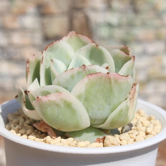 レモンローズ錦 カット苗 TK40 多肉植物 エケベリア おすすめ 特定販売 レモンローズ錦 カット苗 TK40 多肉植物 エケベリア おすすめ 特定販売