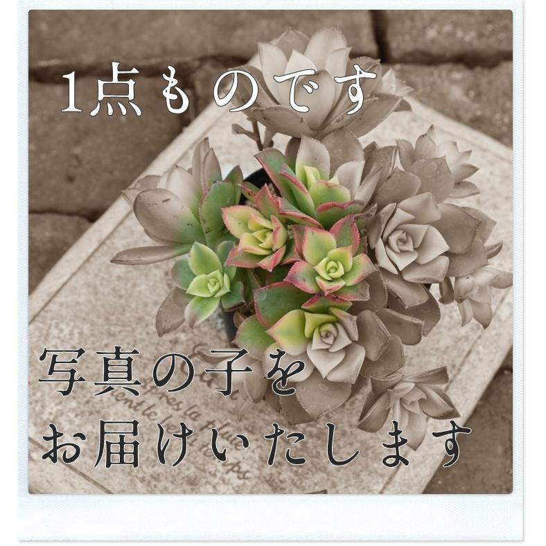 レモンローズ錦 カット苗 TK40 多肉植物 エケベリア おすすめ 特定販売 レモンローズ錦 カット苗 TK40 多肉植物 エケベリア おすすめ 特定販売