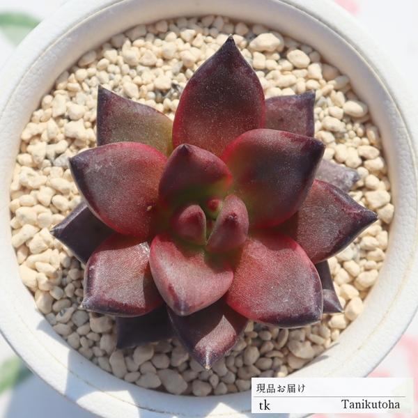 ベネズエラ錦２l 8 5ｃｍポット Tk41 可愛い多肉植物 アガベ 多肉永遠オリジナル苗 現物の仔をお届け 珍品多肉植物 珍しい多肉植物 韓国苗 Tk 041 多肉永遠支店 通販 Yahoo ショッピング