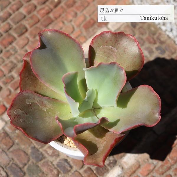 ピンクザラゴーサ Tk43 多肉植物 エケベリア おすすめ 特定販売 現物の仔をお届け 珍品多肉植物 珍しい多肉植物 開店祝 結婚式祝 Tk 043 多肉永遠支店 通販 Yahoo ショッピング