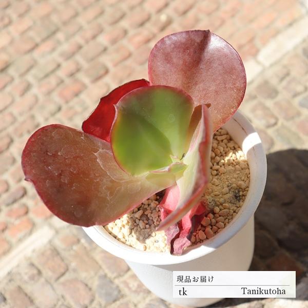224円 人気no 1 雅楽の舞 Tk44 多肉植物 セダム 多肉永遠 現物の仔をお届け 珍品多肉植物 珍しい多肉植物 開店祝 結婚式祝
