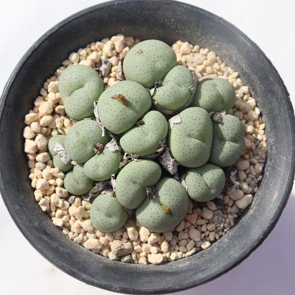 不夜城錦 極上斑 Tk46 多肉植物 アロエ 現物の仔をお届け 珍品多肉植物 珍しい多肉植物 開店祝 結婚式祝 Tk 046 多肉永遠支店 通販 Yahoo ショッピング