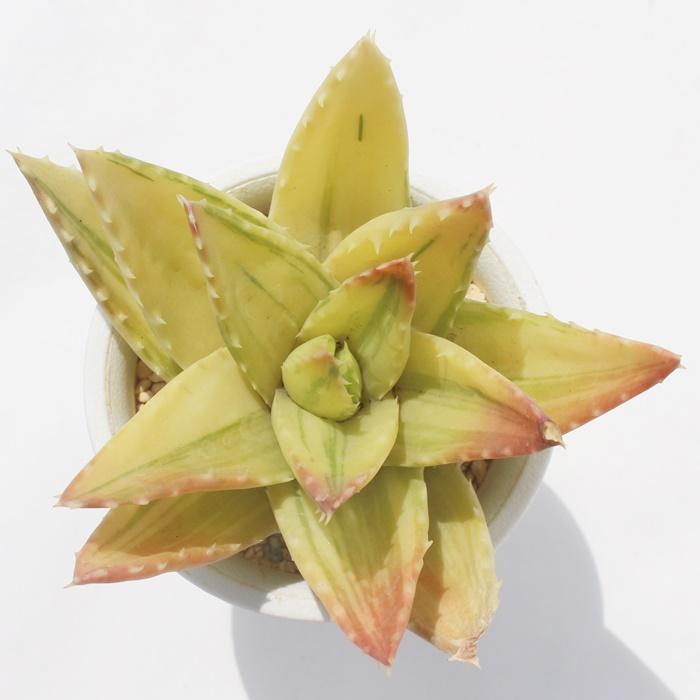 不夜城錦 極上斑 Tk46 多肉植物 アロエ 現物の仔をお届け 珍品多肉植物 珍しい多肉植物 開店祝 結婚式祝 Tk 046 多肉永遠支店 通販 Yahoo ショッピング