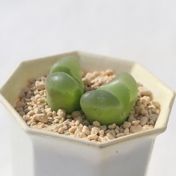 白影 Tk48 多肉植物 エケベリア おすすめ 特定販売 現物の仔をお届け 珍品多肉植物 珍しい多肉植物 開店祝 結婚式祝 当社の