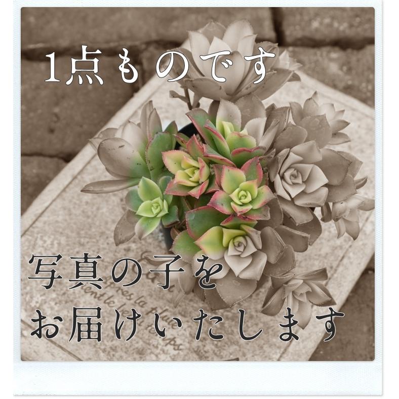 抹茶大福 TK50 エケベリア ラベル付き 多肉永遠オリジナル苗 7.5ｃｍポット 多肉植物 現物の仔をお届け  珍品多肉植物 珍しい多肉植物｜tanikutoha｜03