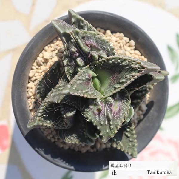 モーニングデュー Tk57 多肉植物 エケベリア おすすめ 特定販売 現物の仔をお届け 珍品多肉植物 珍しい多肉植物 開店祝 Tk 057 多肉永遠支店 通販 Yahoo ショッピング