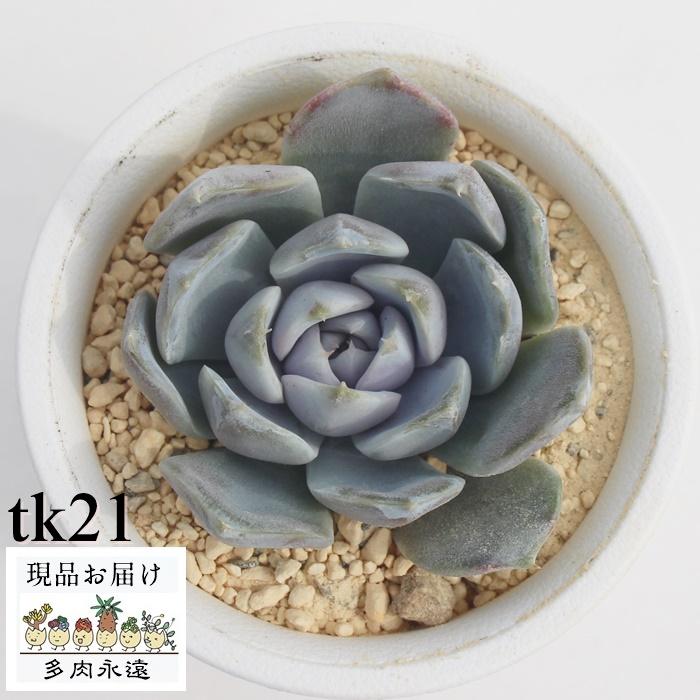 ロスラーツム Tk21 多肉植物 パキポディウム 現物の仔をお届け 珍品多肉植物 珍しい多肉植物 開店祝 結婚式祝 Tk 21 多肉永遠支店 通販 Yahoo ショッピング